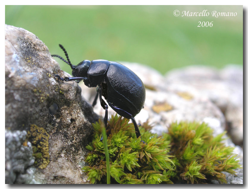 Timarcha sicelidis delle Madonie (Col., Chrysomelidae)